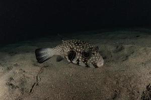 Fish swim in the Red Sea, colorful fish, Eilat Israel photo