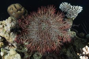 Coral reef and water plants in the Red Sea, Eilat Israel photo