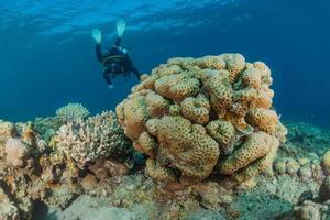 Coral reef and water plants in the Red Sea, Eilat Israel photo