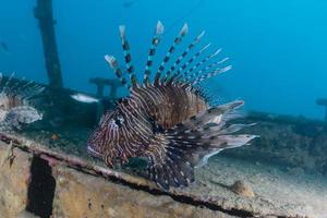 Lionfish in the Red Sea colorful fish, Eilat Israel photo