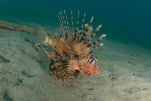 Lionfish in the Red Sea colorful fish, Eilat Israel photo