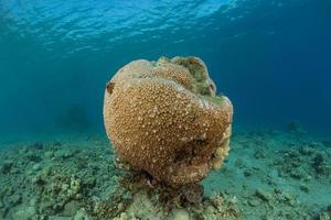 Coral reef and water plants in the Red Sea, Eilat Israel photo