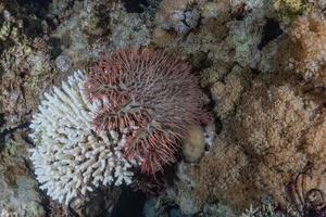 Coral reef and water plants in the Red Sea, Eilat Israel photo