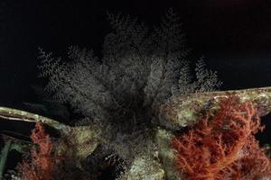 Coral reef and water plants in the Red Sea, Eilat Israel photo