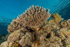 Coral reef and water plants in the Red Sea, Eilat Israel photo