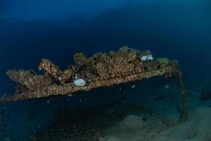 Coral reef and water plants in the Red Sea, Eilat Israel photo