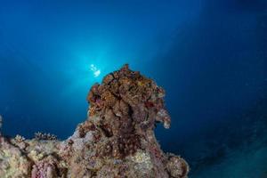 Coral reef and water plants in the Red Sea, Eilat Israel photo