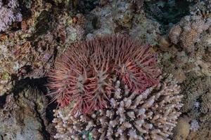 Coral reef and water plants in the Red Sea, Eilat Israel photo