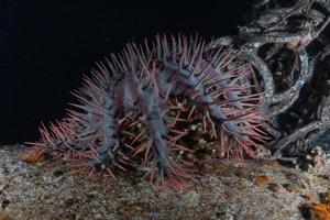 Coral reef and water plants in the Red Sea, Eilat Israel photo