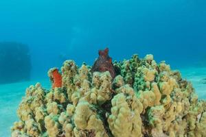 Arrecifes de coral y plantas acuáticas en el mar rojo, eilat israel foto