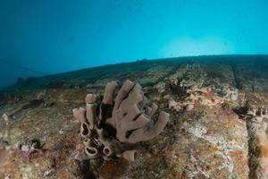 Coral reef and water plants in the Red Sea, Eilat Israel photo