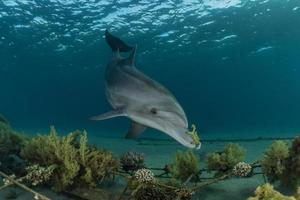 Dolphin swimming in the Red Sea, Eilat Israel photo