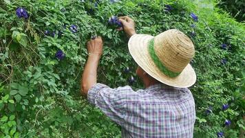 um fazendeiro sênior colhendo ervilha-borboleta em uma fazenda de flores. video