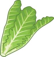 Green Leaf Lettuce vector