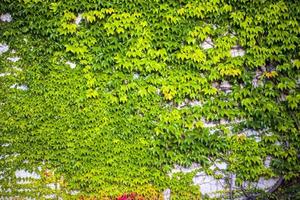 Abstract Background Natural Leaves on Wall photo