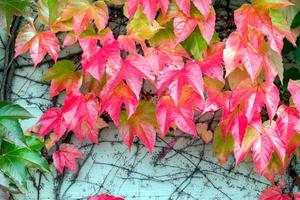 Abstract Background Natural Leaves on Wall photo