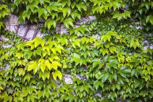 Abstract Background Natural Leaves on Wall photo