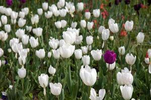 Floral Spring Flower Colorful Tulips photo