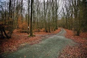 hermoso bosque en la temporada de otoño foto