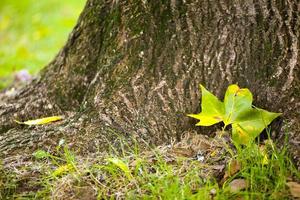 Autumn Fall Dry Leaves Seasonal Flora Concept photo