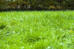 Green Farm Area Field in Nature photo