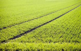 Green Farm Area Field in Nature photo