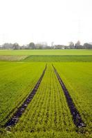 Green Farm Area Field in Nature photo