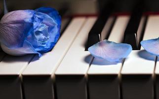 Flora Flower Blue Rose on Musical Instruments Piano Keys photo