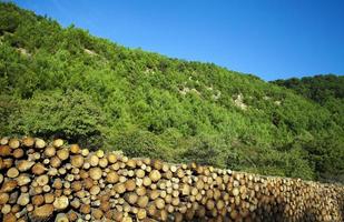 tronco de madera cortada en la naturaleza foto