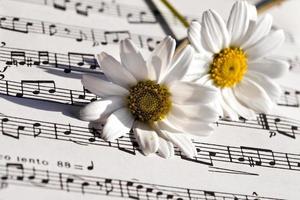 Flower Flora Daisy and Music Notes Sheets photo