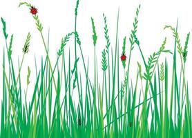 Grass with Ladybugs vector