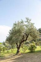 An olive tree grows in a courtyard in Skopelos Island, Greece. photo