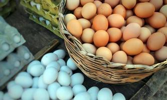 alimentos proteína orgánica pollo huevos crudos foto