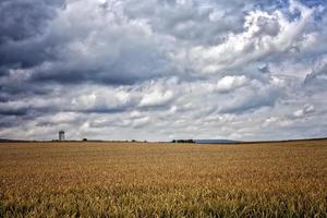 Agriculture Plant Spike Field in Nature photo
