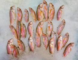 Fish Food in a Fish Market Stand photo