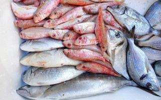 Comida para peces en un puesto de mercado de pescado. foto