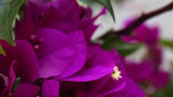 flores rosadas y hojas verdes video