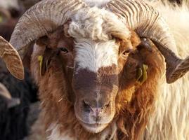 A Farm Mammal Animal Sheep Looking photo