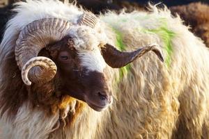 A Farm Mammal Animal Sheep Looking photo