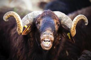 A Farm Mammal Animal Sheep Looking photo