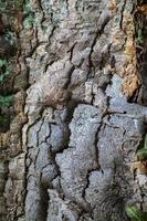 tronco de corteza de madera de árbol natural foto