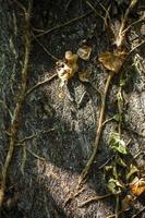 Natural Tree Wood Bark Trunk photo