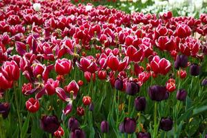 Floral Spring Flower Colorful Tulips photo