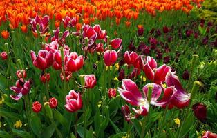 Floral Spring Flower Colorful Tulips photo