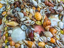 animales marinos secos muertos y conchas marinas foto