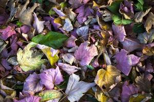 Autumn Fall Dry Leaves Seasonal Flora Concept photo