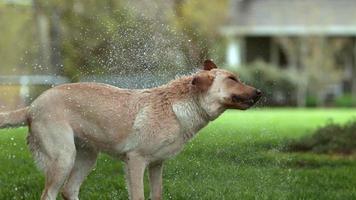 perro mojado sacudiéndose en cámara lenta, rodada en phantom flex 4k video