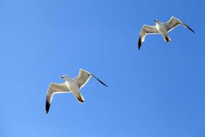 animal pájaro gaviota volando en el cielo foto