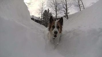 Ein Hund spielt im Schnee in einem Skigebiet. video