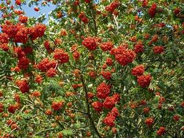 Abundant red berries on a rowan tree photo